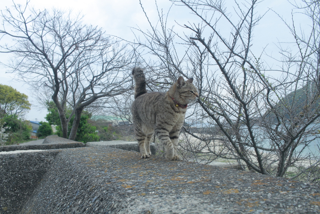 にゃんこ