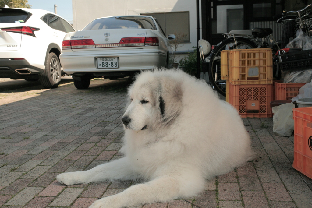 月曜もモコモコのココさん