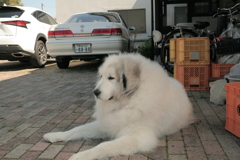 月曜もモコモコのココさん