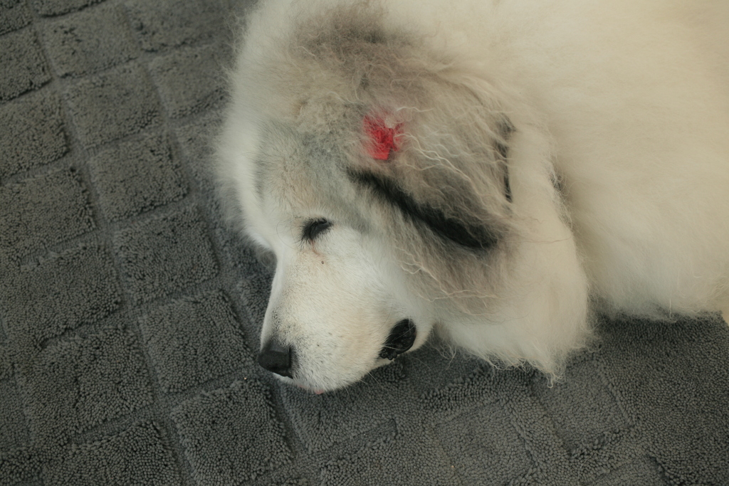 お店番してるココ様