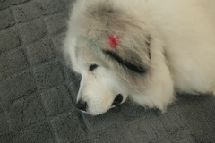 お店番してるココ様