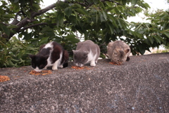 3匹のにゃんこ