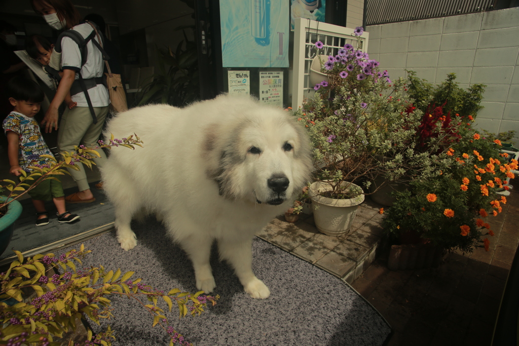 お昼もお店番してるココ様