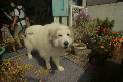 お昼もお店番してるココ様
