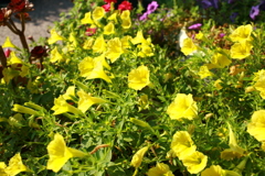 ココさん所の花