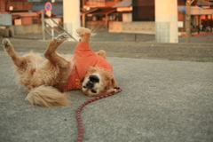 エロエロするみゅうちゃん