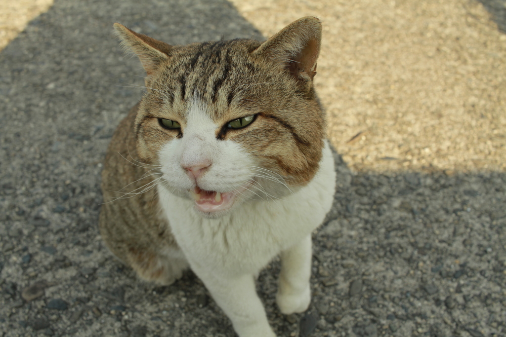 今日もトム君は元気