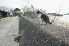 ネコ