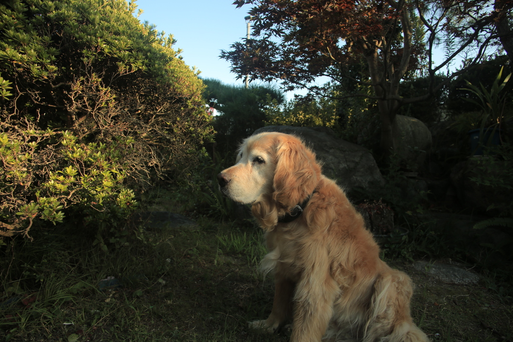 お宿番してるみゅうちゃん