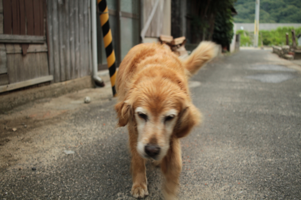 お宿番の営業本部長みゅうちゃん
