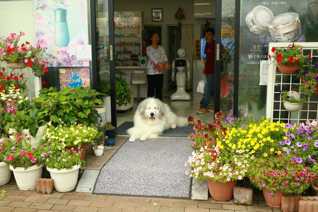 お昼もお店番してるココさん