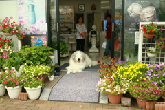 お昼もお店番してるココさん