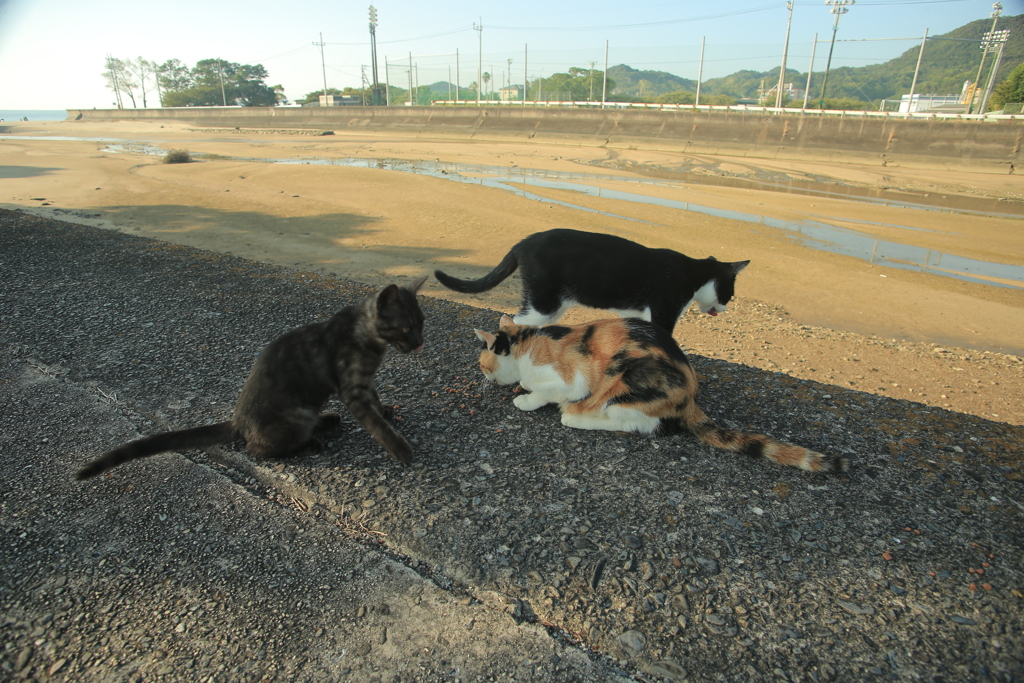 ねこはリア充