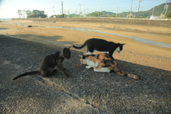 ねこはリア充