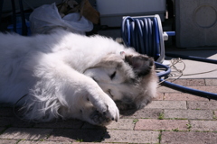 お祈りしてるココさん