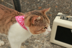 西部劇スタイルのトム君