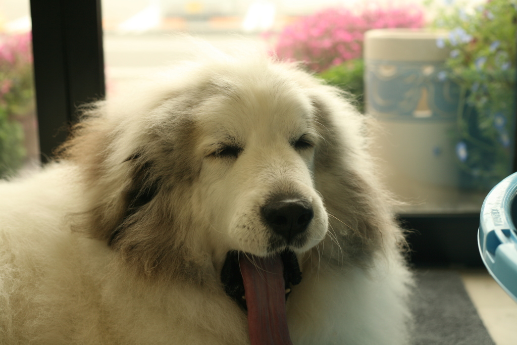 裏からとことこ出てきてくれたココさん