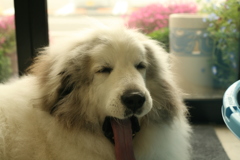 裏からとことこ出てきてくれたココさん