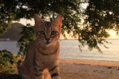 ねこ