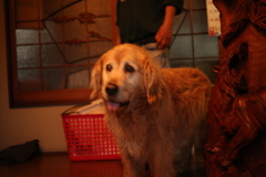 散歩に行きたがらないみゅうちゃん