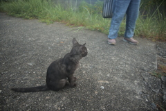 ハイエナちゃんなんだって、名前