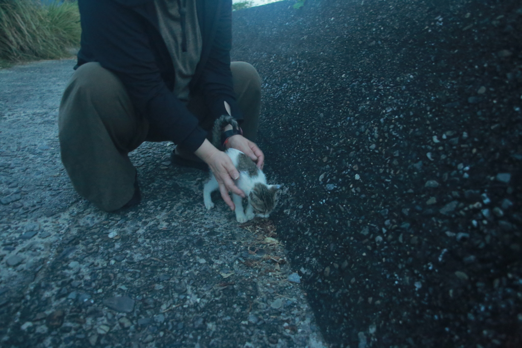 また子猫が捨てられてる