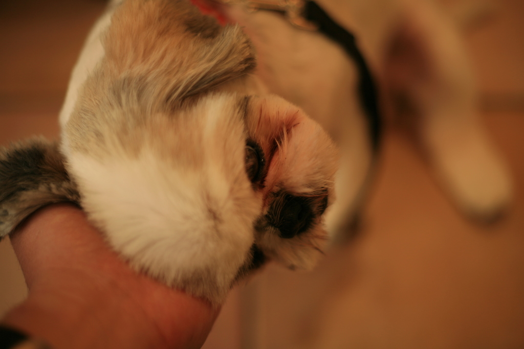 スーパーに来てたモモちゃん