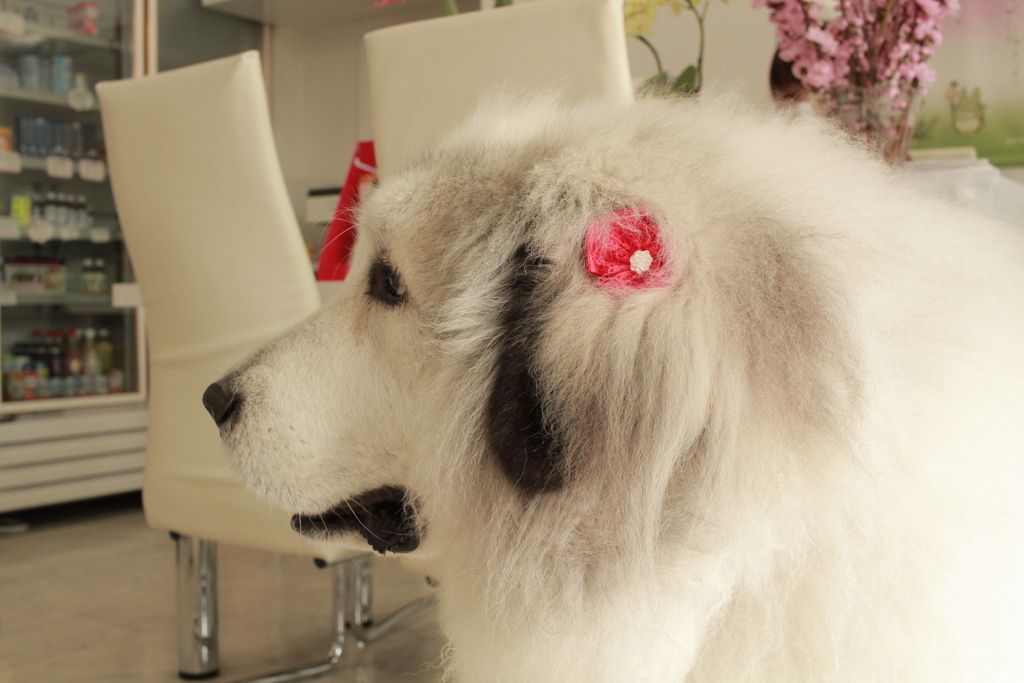 今日もココ様と濃厚接触