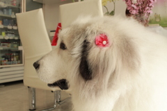 今日もココ様と濃厚接触