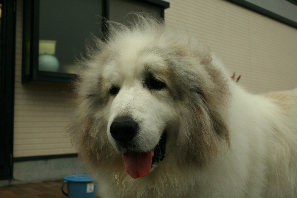 おやつ煮干しを持ってたらデレデレのココ様