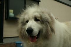 おやつ煮干しを持ってたらデレデレのココ様