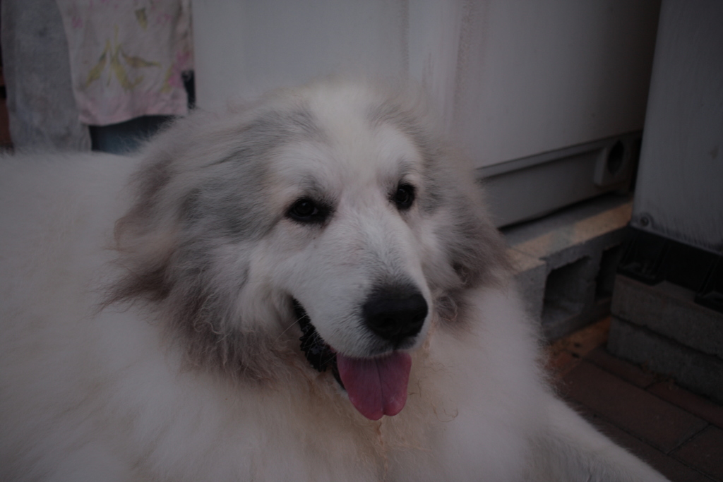 お父さんと散歩に行ってきて幸せなココちゃん