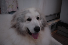 お父さんと散歩に行ってきて幸せなココちゃん