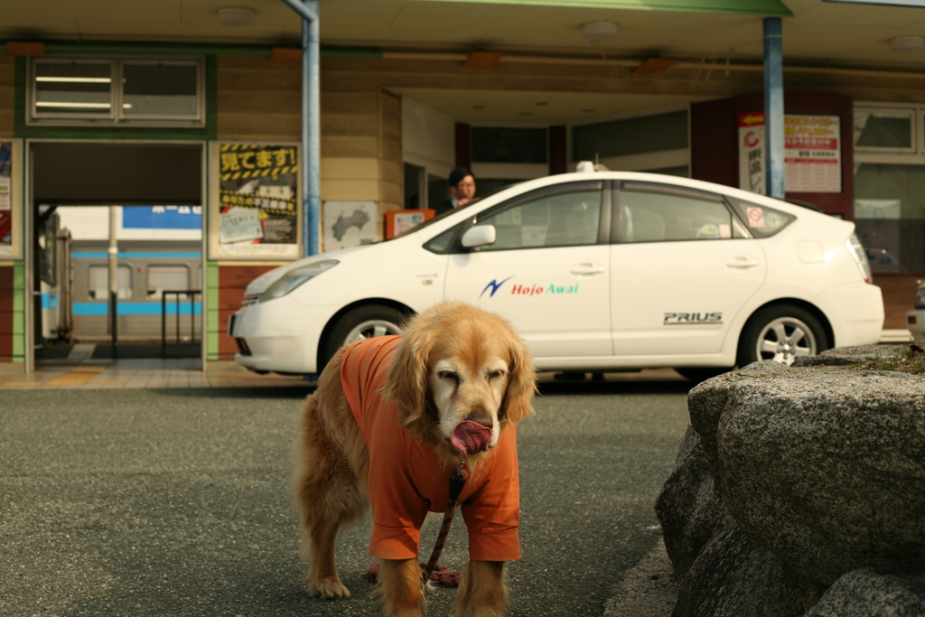 みゅうちゃんと北条駅に散歩に行く