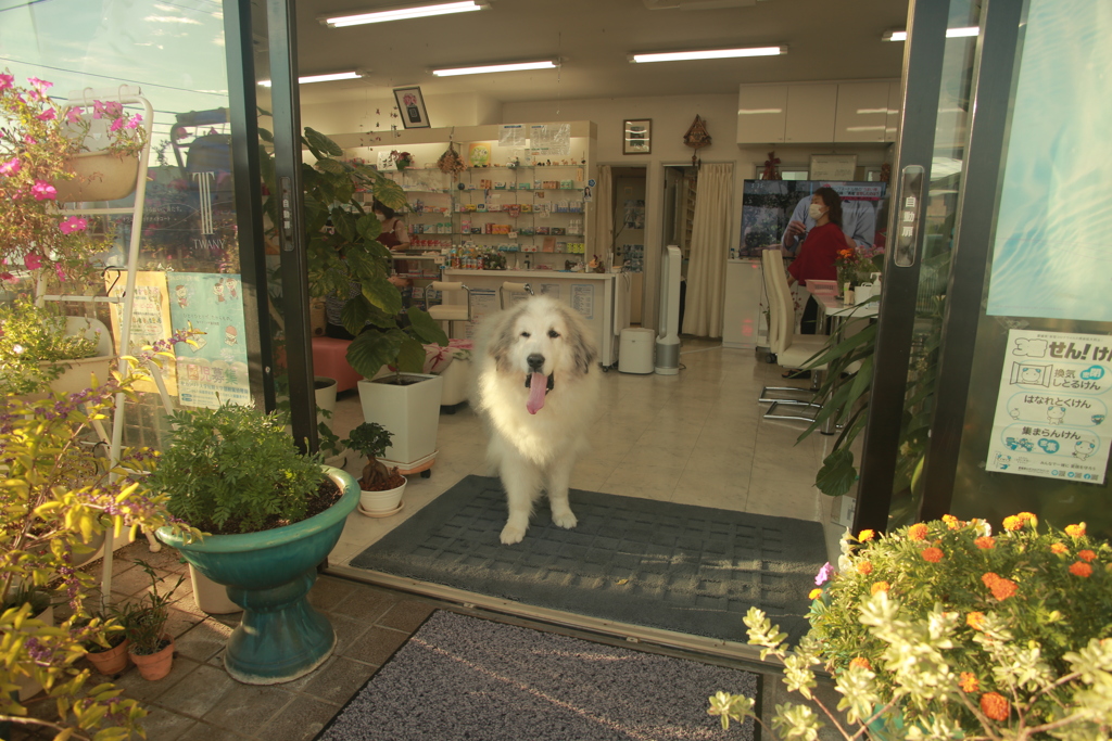 お店番してるココ様