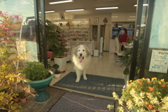お店番してるココ様
