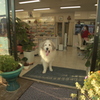 お店番してるココ様