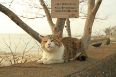 トム君