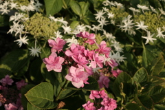 ココさん所の花