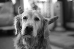 クリスマスバージョンのみゅうちゃん