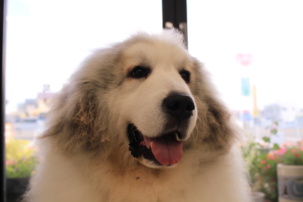 ココさんはもふもふ