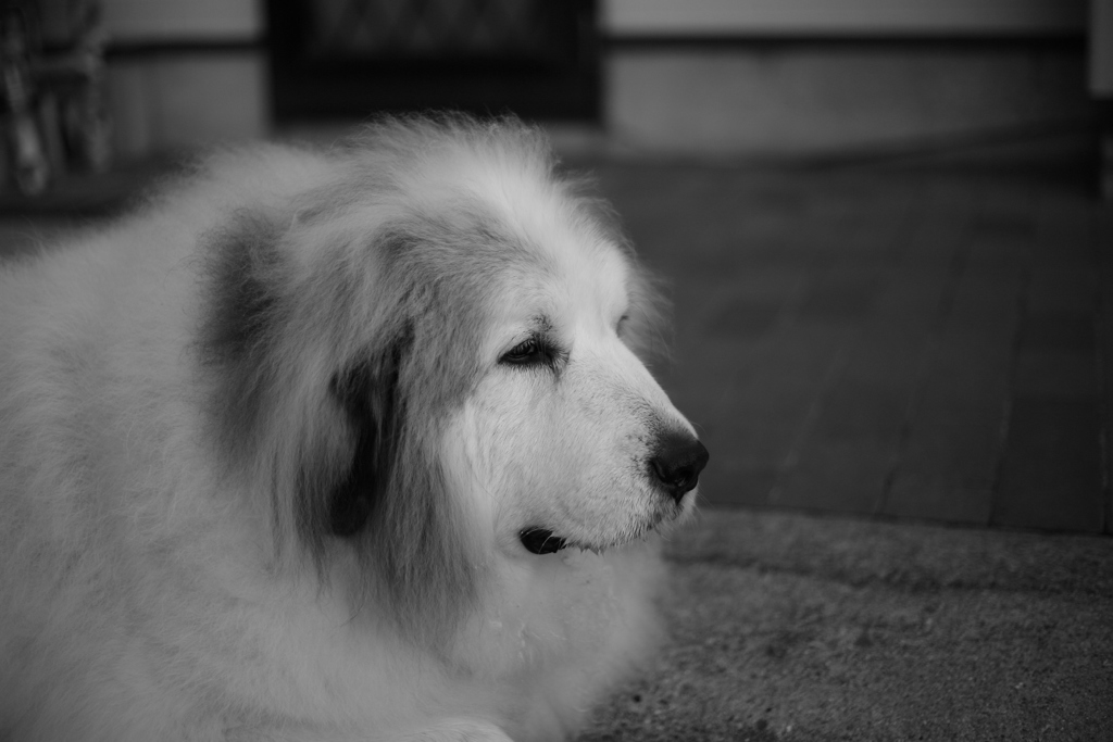 今日もほのぼのしてるココさん