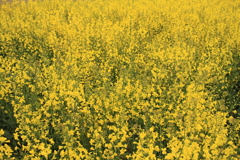 菜の花