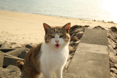 トム君