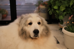 薬局内でおしっこしちゃったココさん