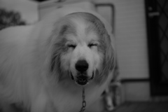 ご飯おいしいおいしい