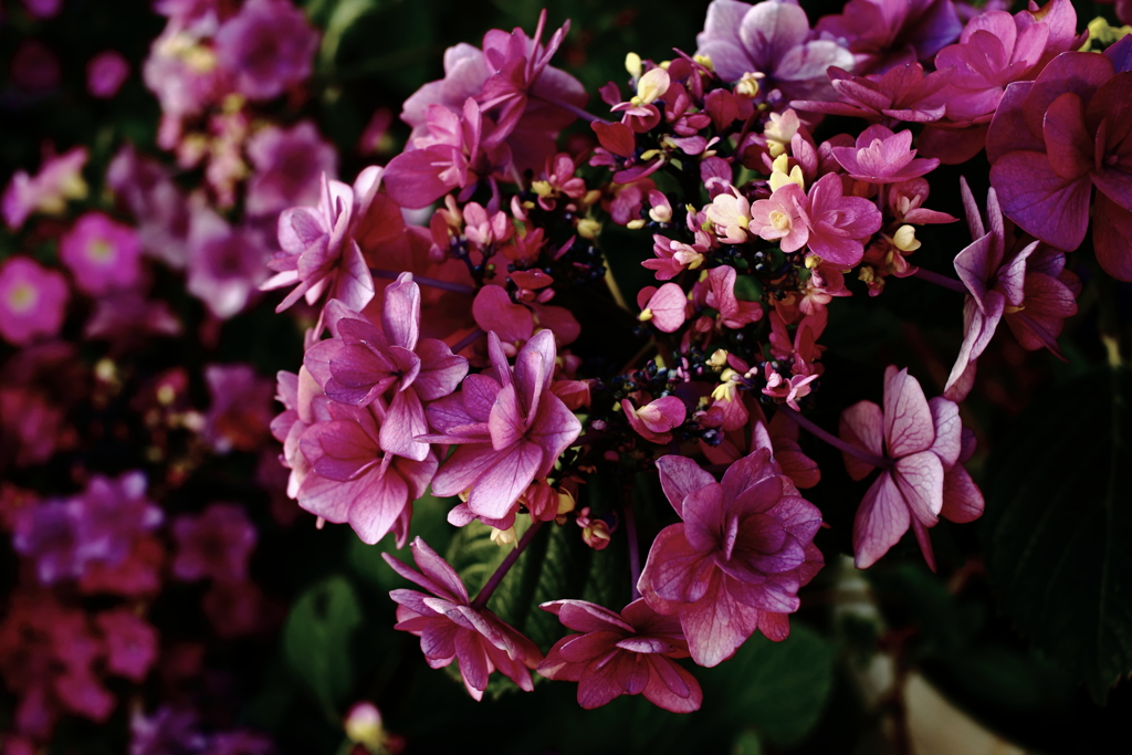 ココさん所の花