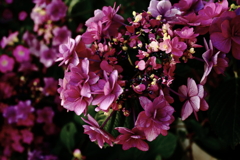 ココさん所の花