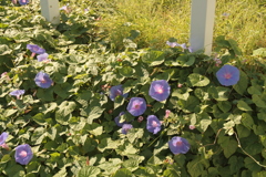 朝＠2020‐08‐17