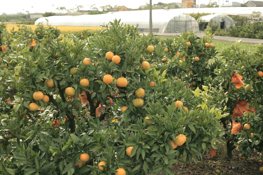 みかんの木